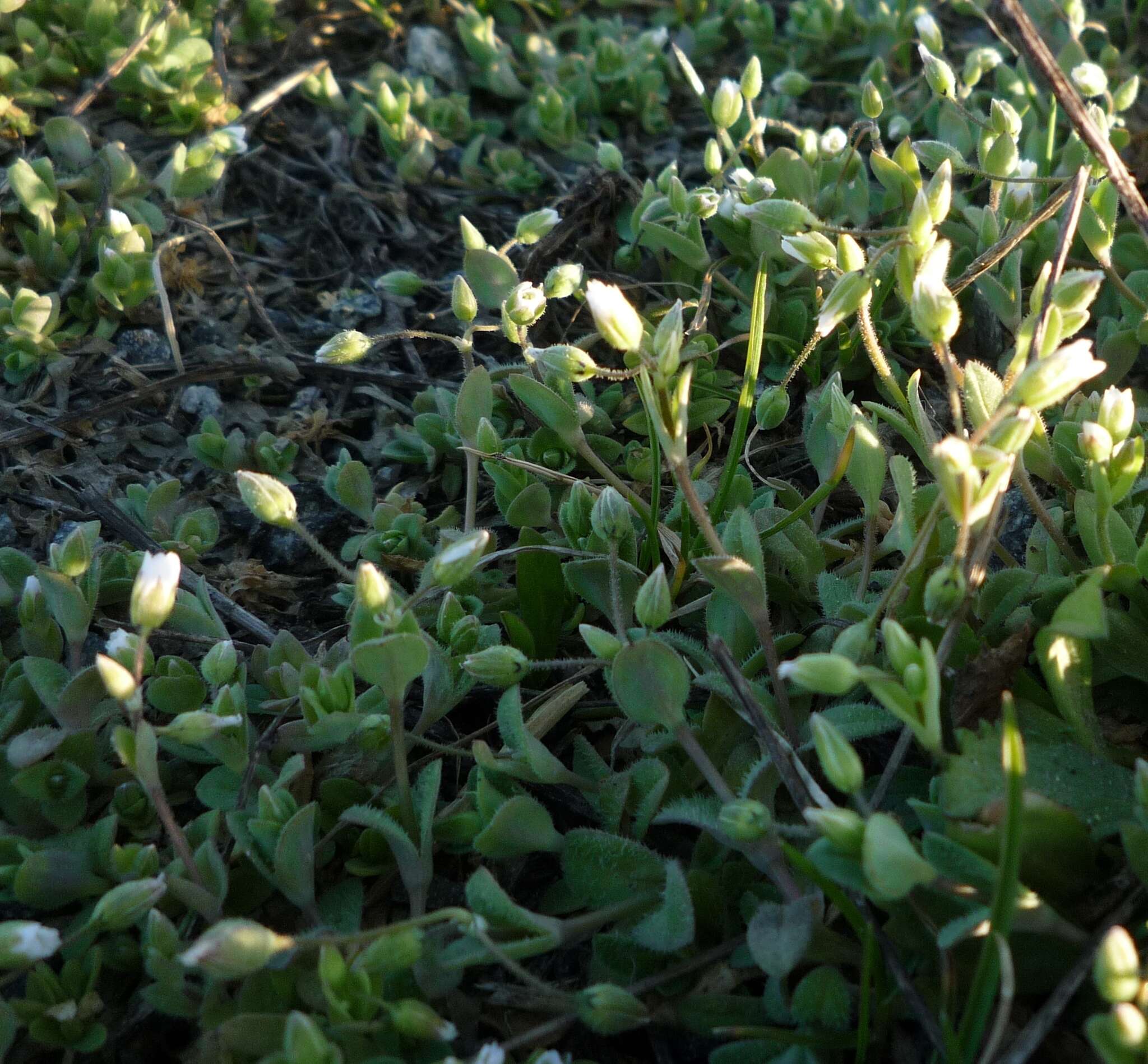 Plancia ëd Holosteum umbellatum subsp. syvaschicum (Kleopow) Tzvelev