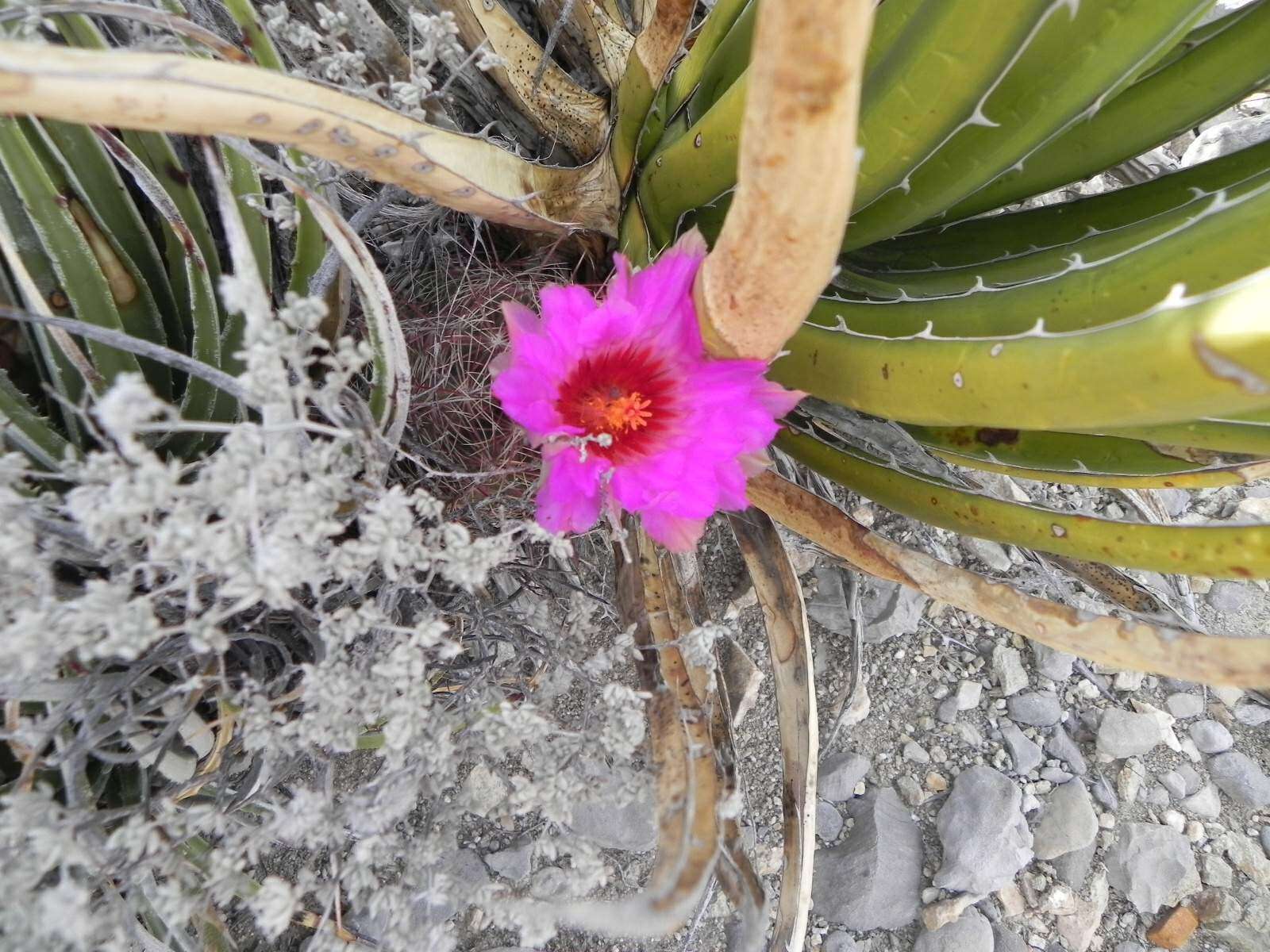 Image of Thelocactus bicolor subsp. bolaensis (Runge) Doweld