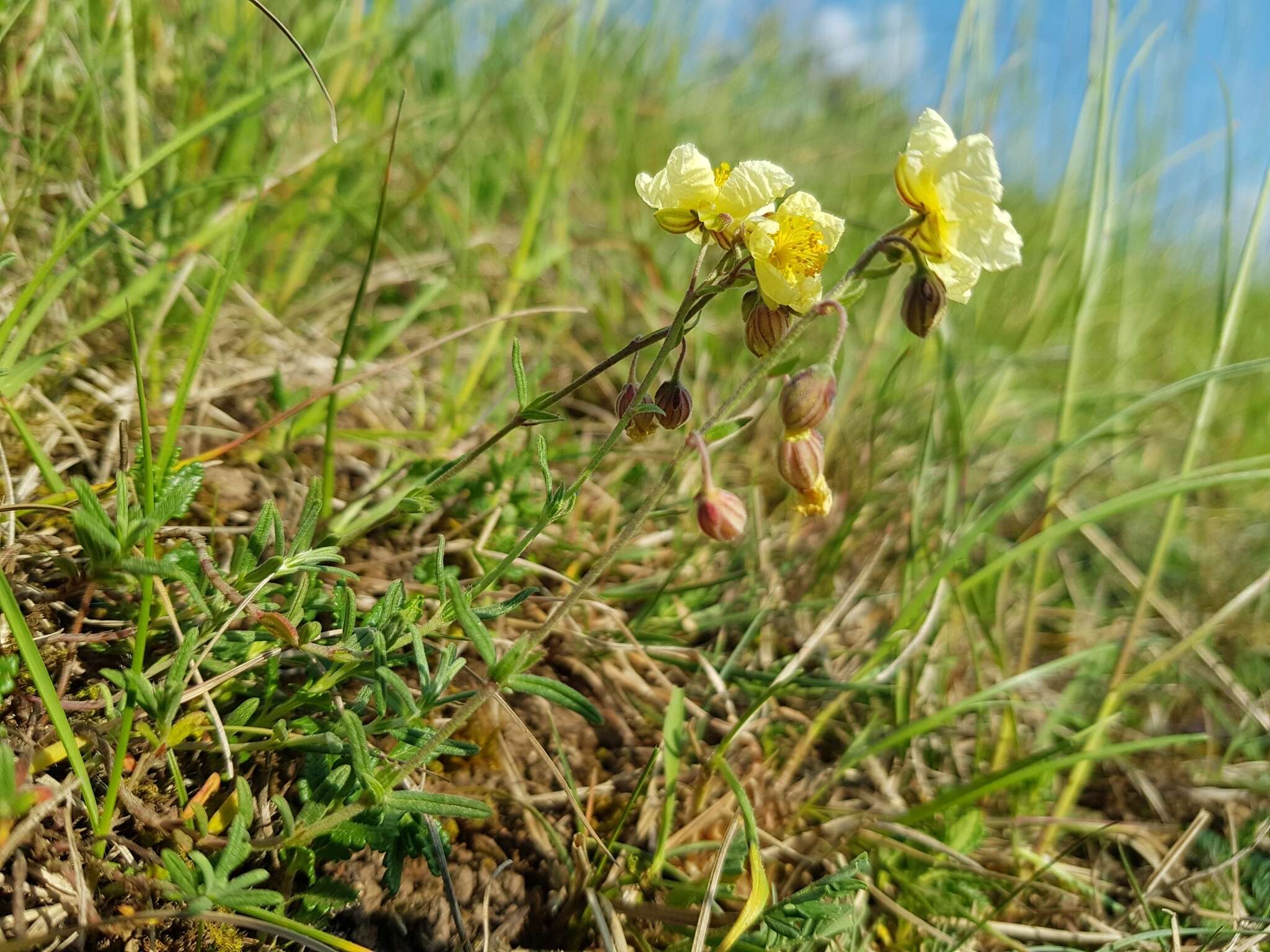 Image of Helianthemum sulphureum Willd.