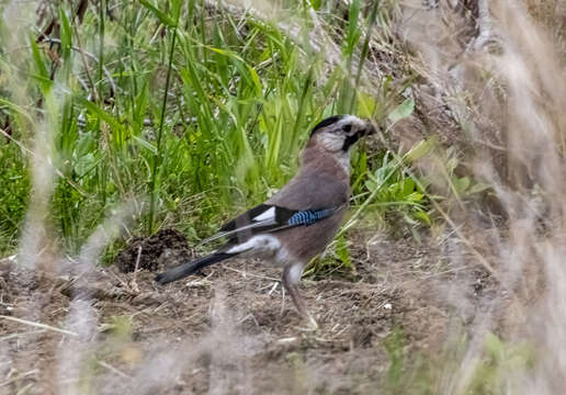 Sivun Garrulus glandarius anatoliae Seebohm 1883 kuva