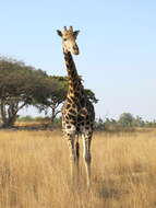 Image of Giraffe