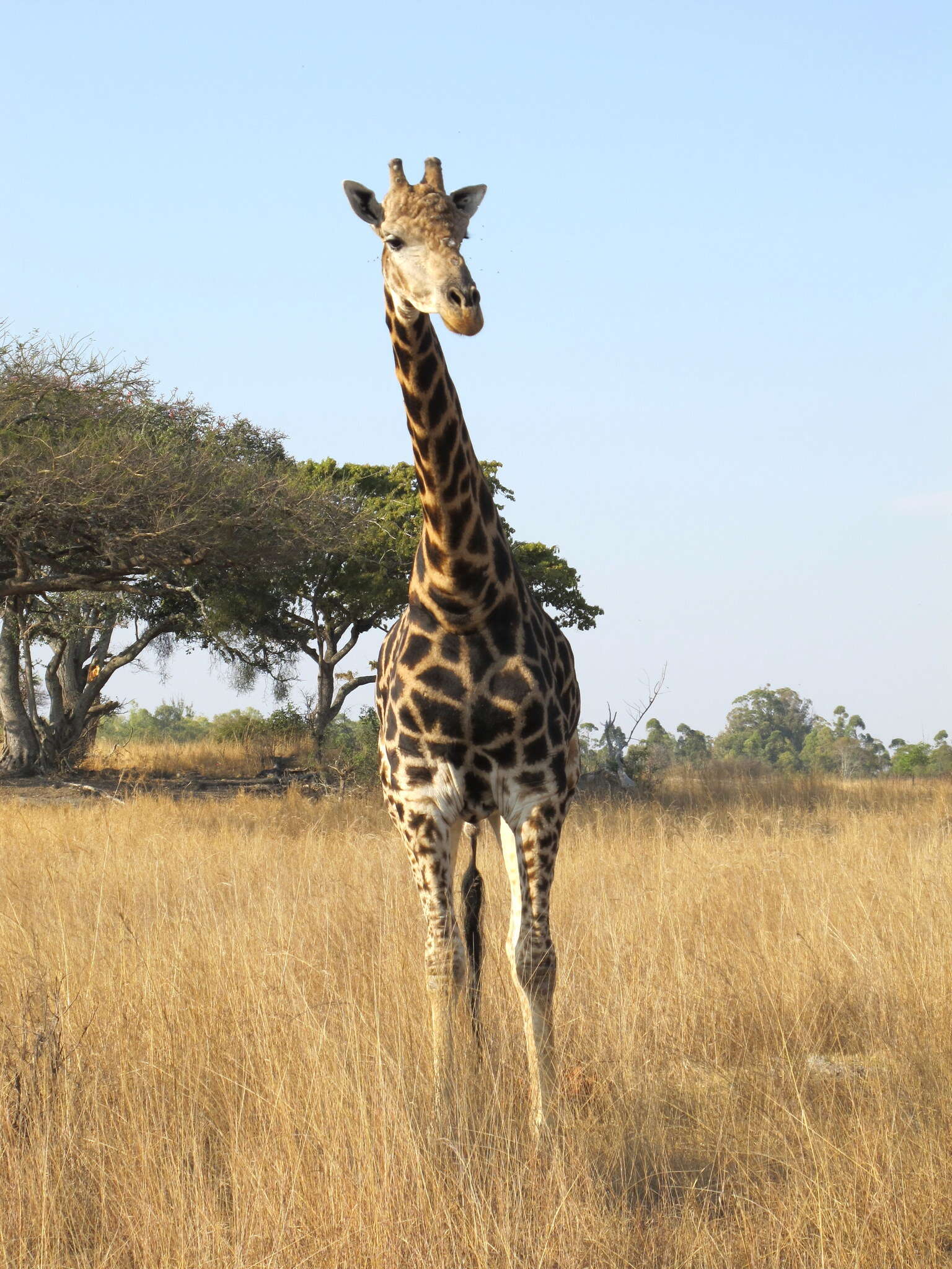 Image of Giraffe