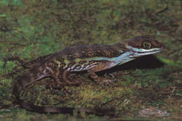 Image of Water  Anole