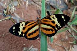 Image of Tithorea harmonia pseudethra Butler 1873