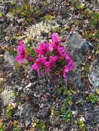 صورة Rhododendron camtschaticum subsp. glandulosum (Standl.) B. Boivin