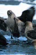 Image of South Polar Skua