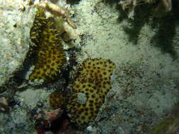 Image of thorn coral