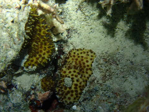 Image of thorn coral