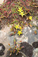 Слика од Hypericum australe Ten.