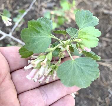 Image of whisky currant