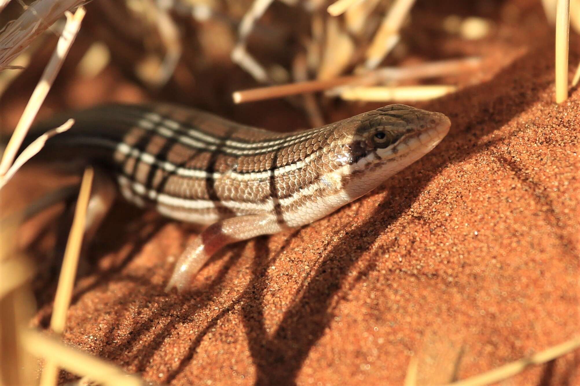 Image of Western three-striped skink