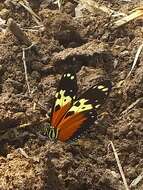 Image of Heliconius hecale melicerta