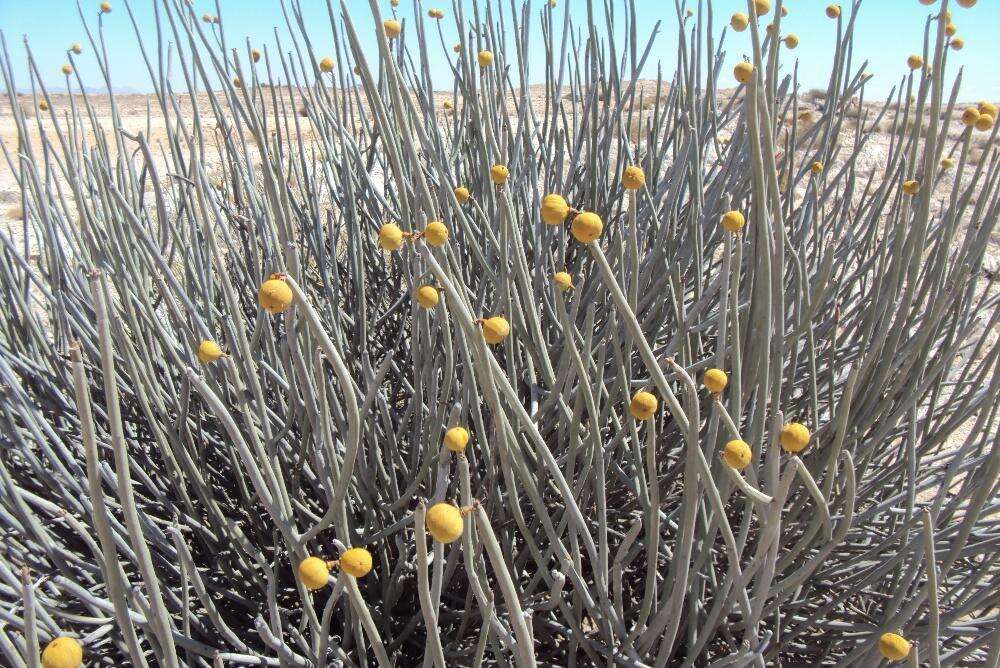 Image of Damara milk-bush