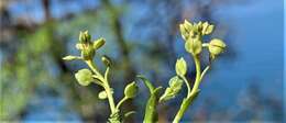 Sivun Lepidium oxycarpum Torr. & A. Gray kuva