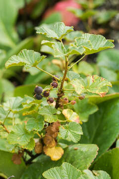 Image of Ribes fragrans Pall.