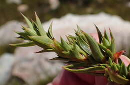 Слика од Cliffortia ilicifolia var. cordifolia (Lam.) Harv.