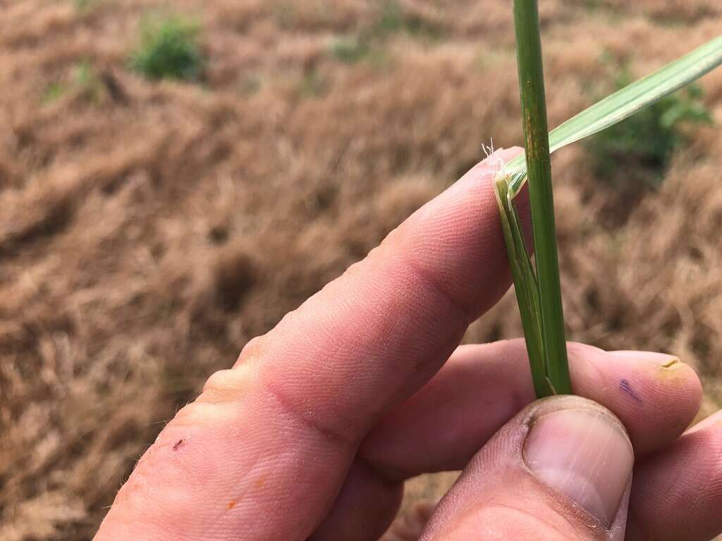 Image of Common Blown Grass