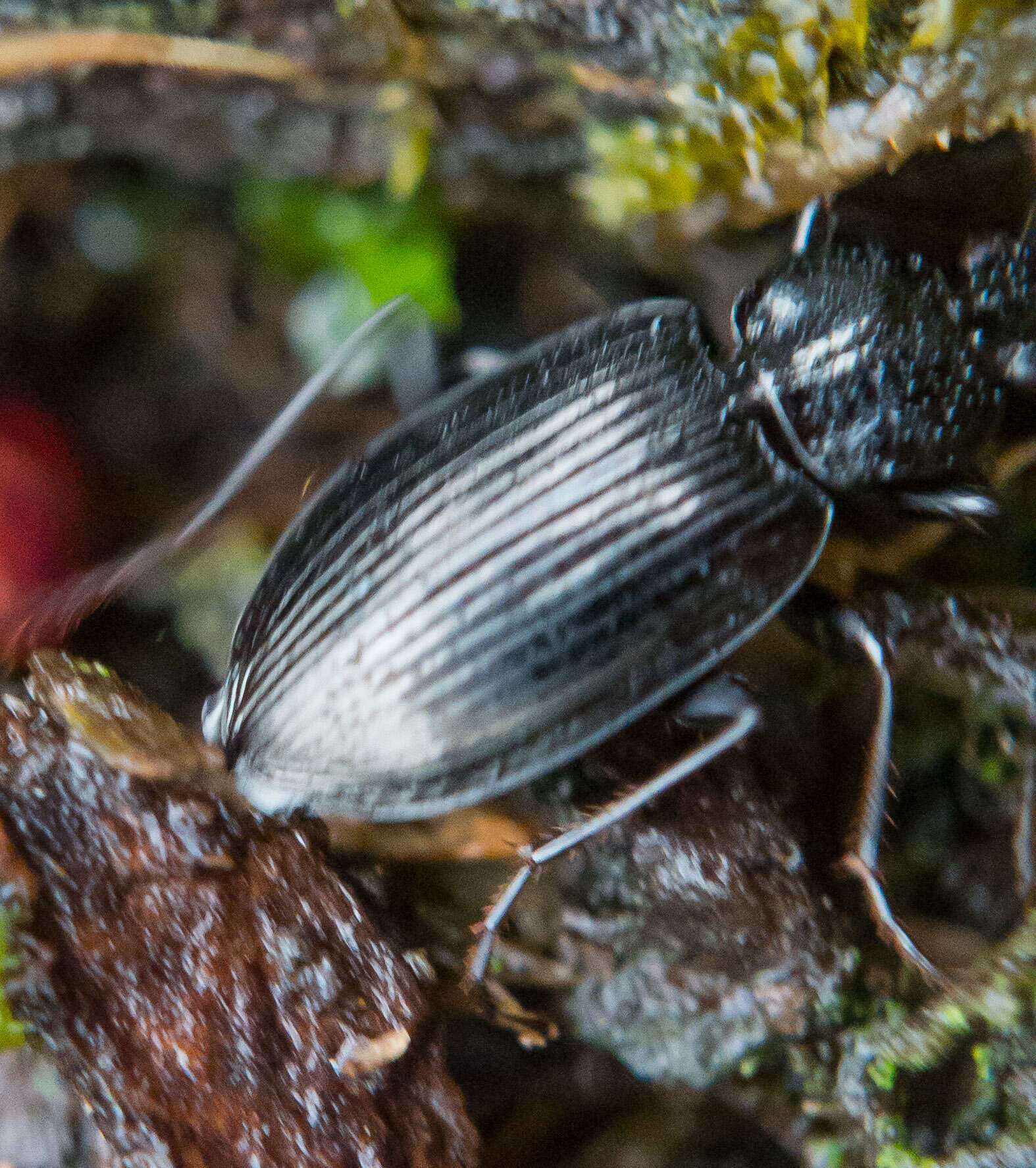 Imagem de Agonum (Agonum) placidum (Say 1823)