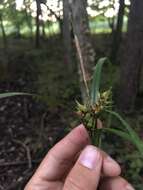 Image of false hop sedge