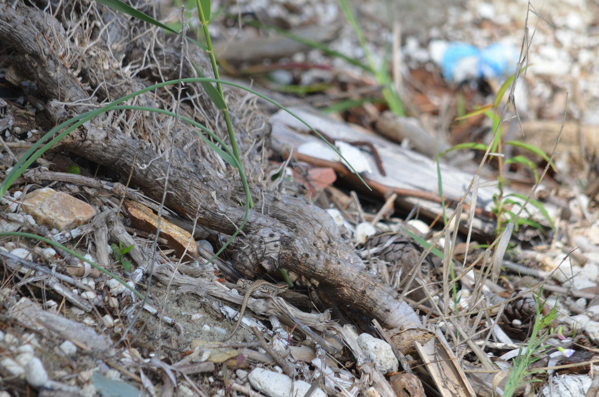 Image of Erhard's Wall Lizard