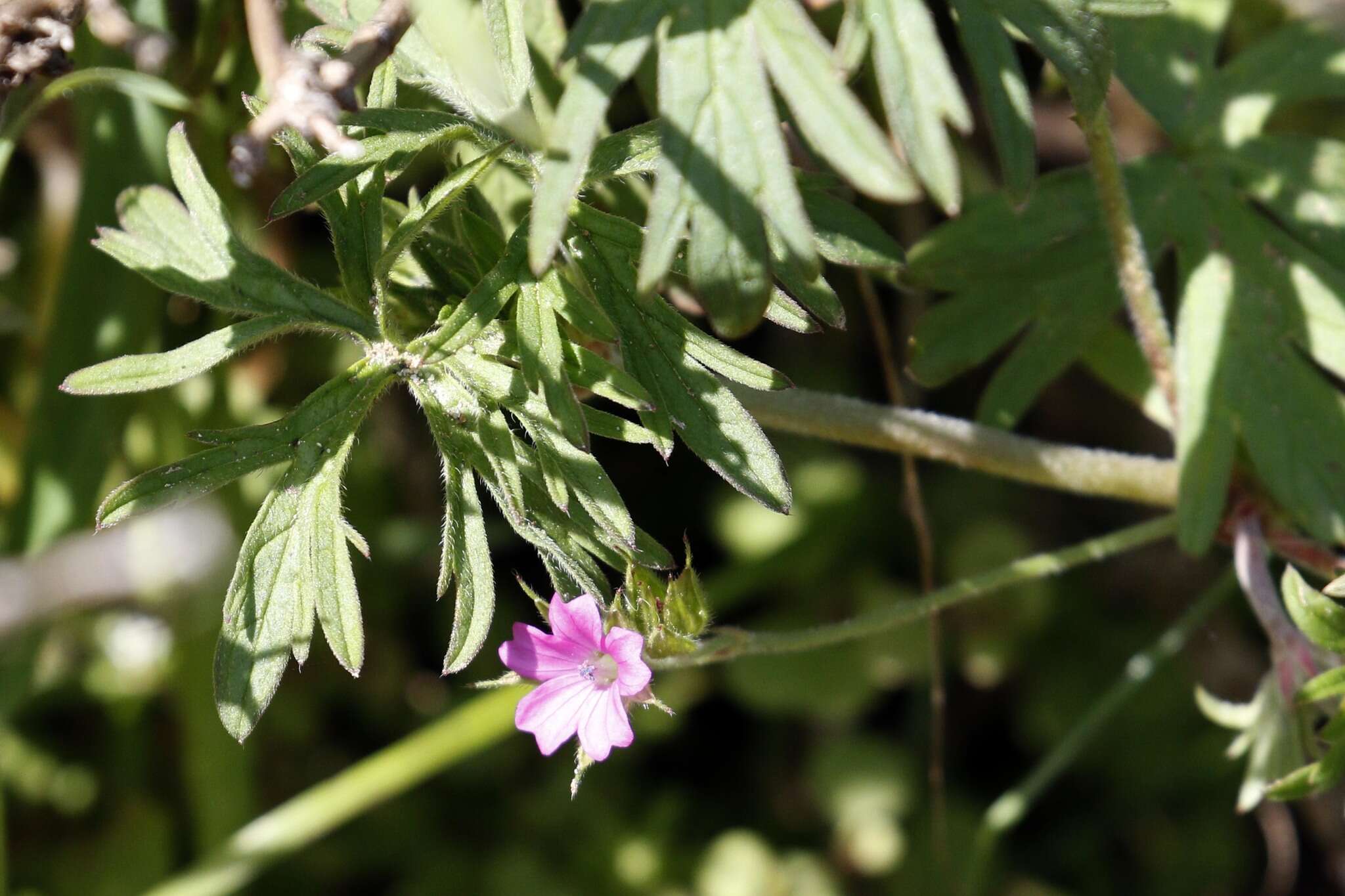 Plancia ëd Geranium dissectum L.