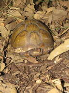Image of Mexican box turtle