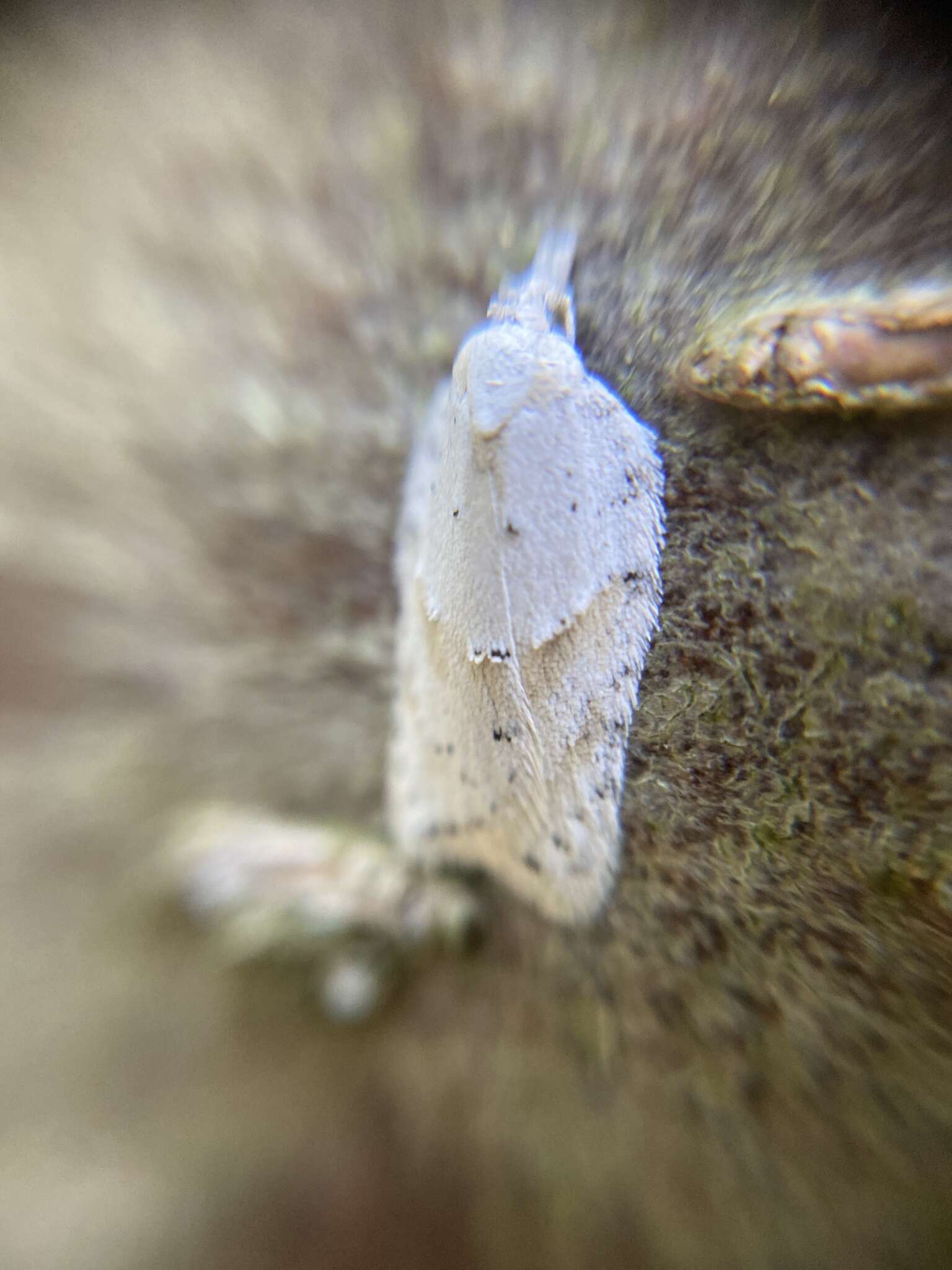 Image of Black-headed Birch Leafroller