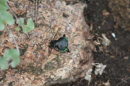 Imagem de Calosoma (Blaptosoma) atrovirens Chaudoir 1869