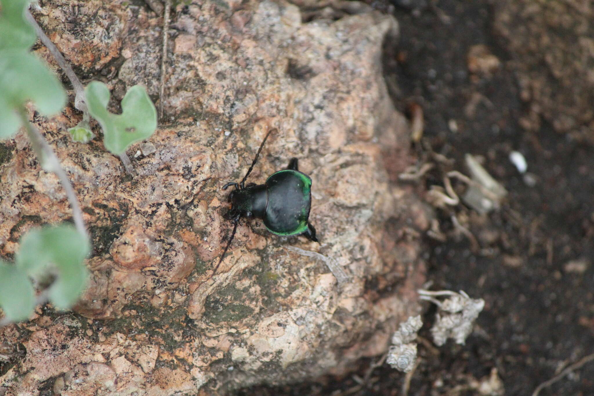 Image of Calosoma (Blaptosoma) atrovirens Chaudoir 1869