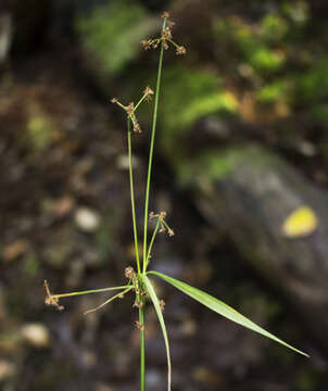 Image of Mosquito Bulrush