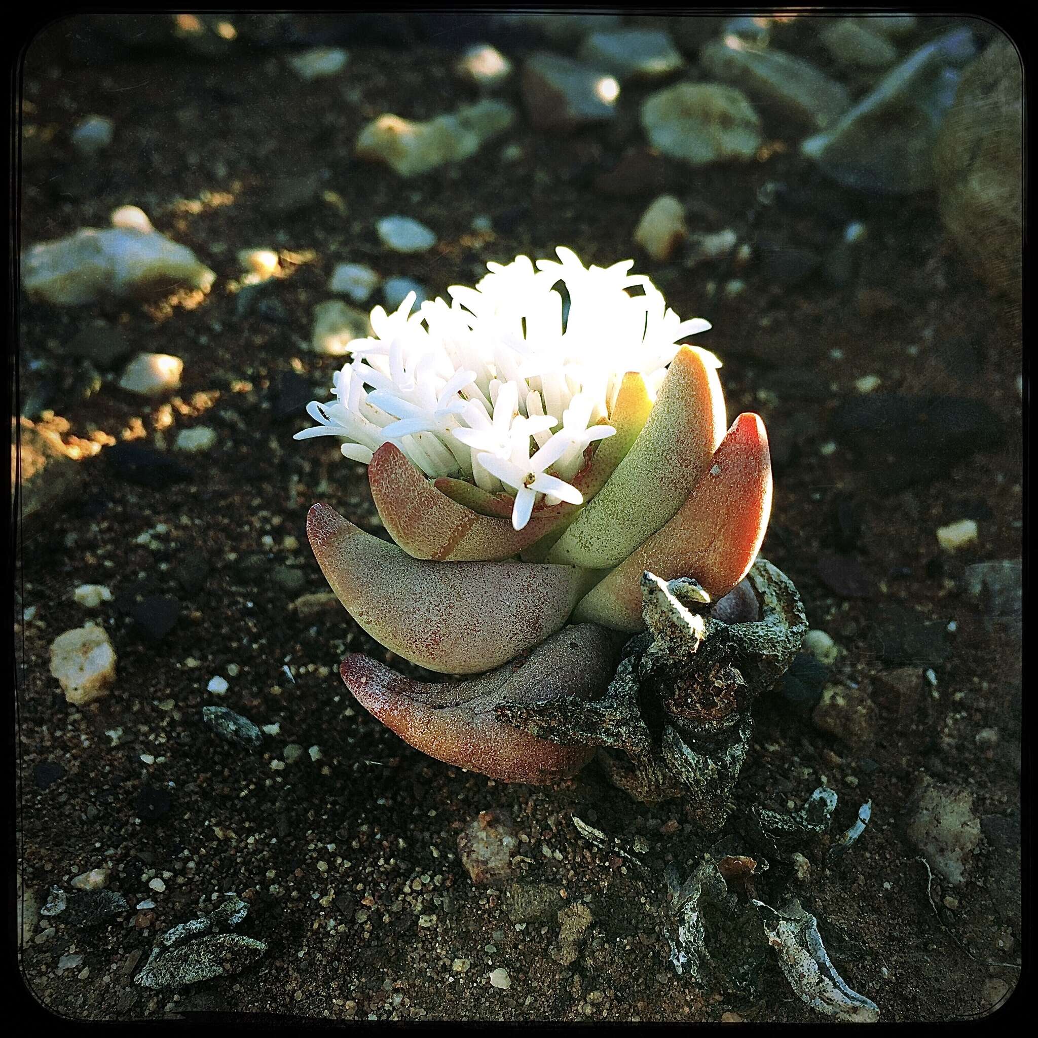 Image of Crassula congesta N. E. Br.