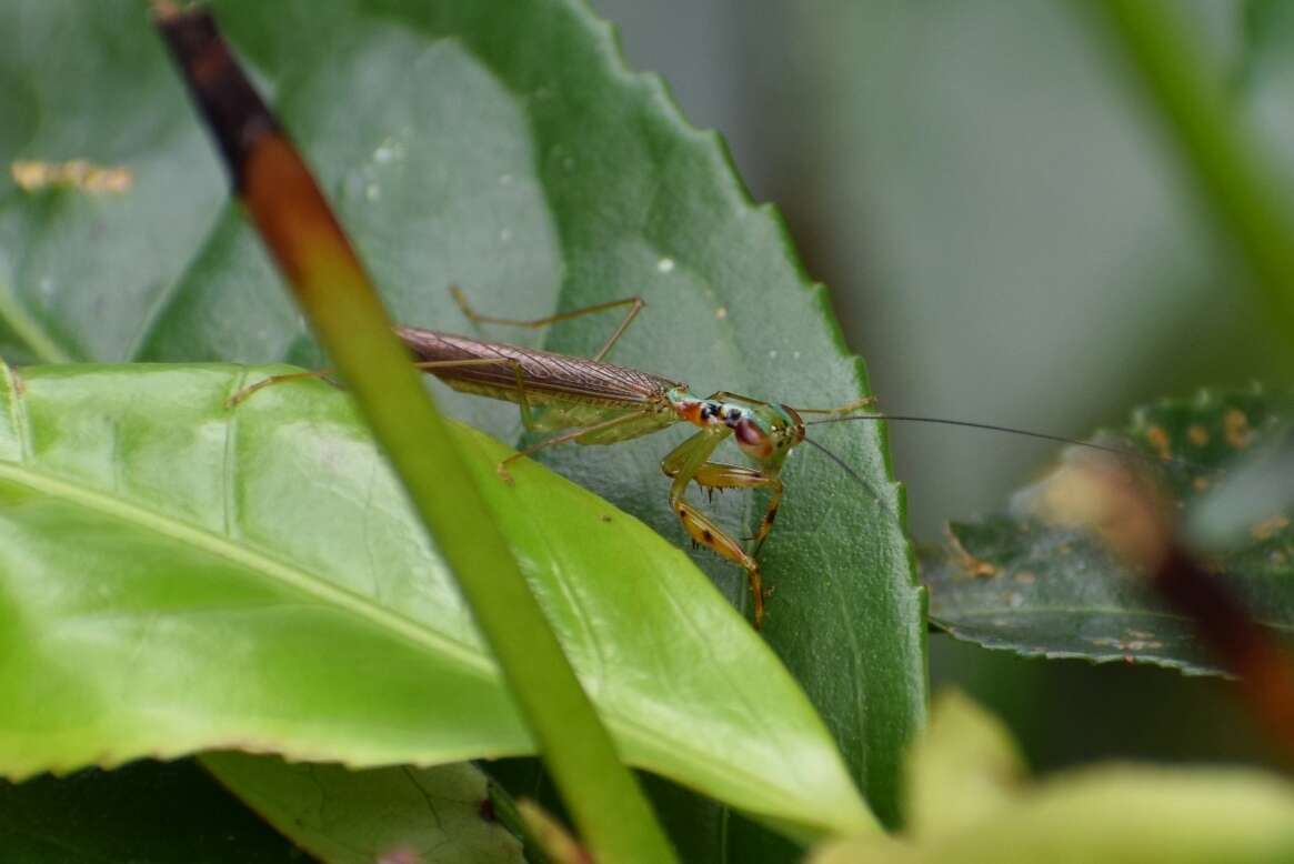 صورة Hapalopezella maculata Kirby 1904