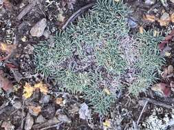 Image de Agrostis muscosa Kirk