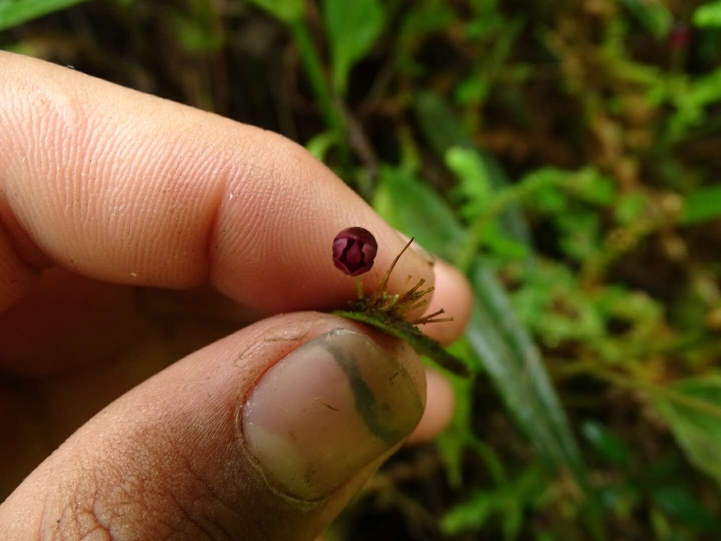 Image of Pleurothallis ruscaria Luer