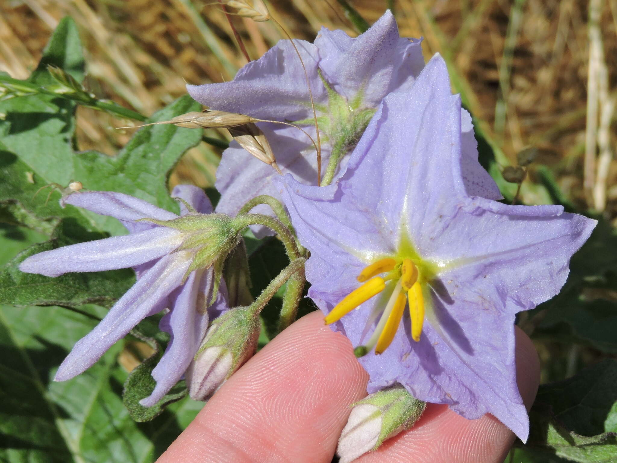 Imagem de Solanum dimidiatum Rafin.