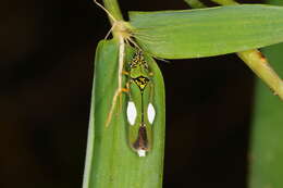 Image of Acrogonia virescens (Metcalf 1949)