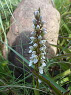 Image of Brownleea parviflora Harv. ex Lindl.