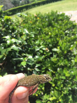 Image of Green Spiny Lizard