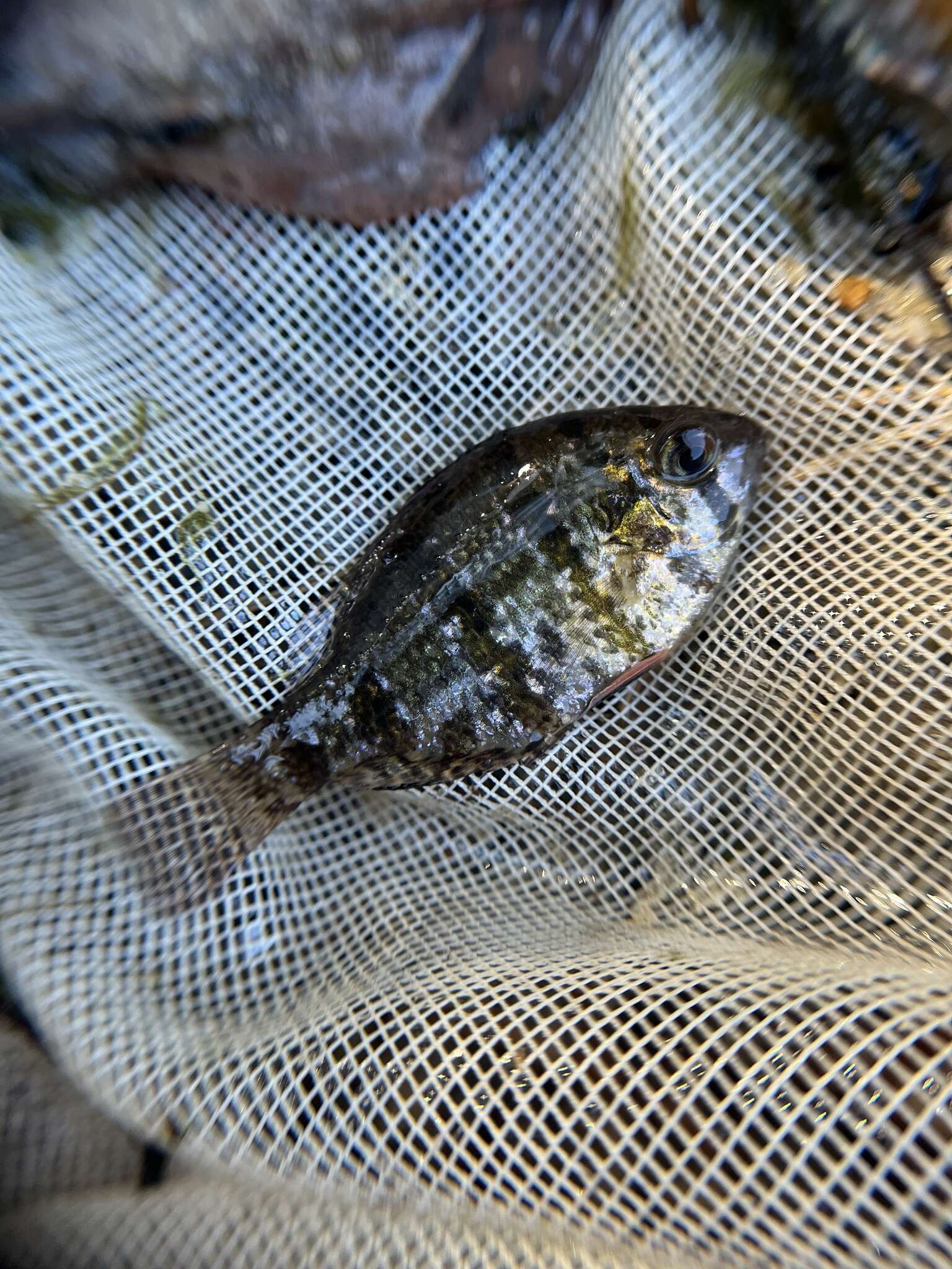 Image de Enneacanthus chaetodon (Baird 1855)