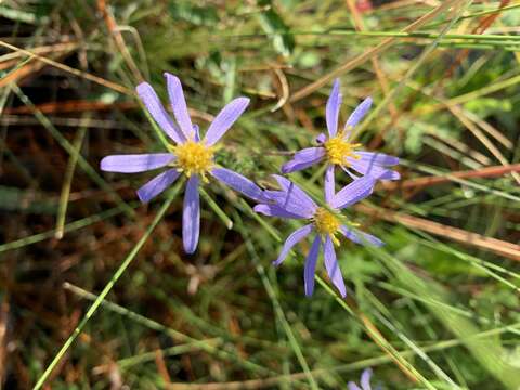 Sivun Ionactis repens G. L. Nesom kuva