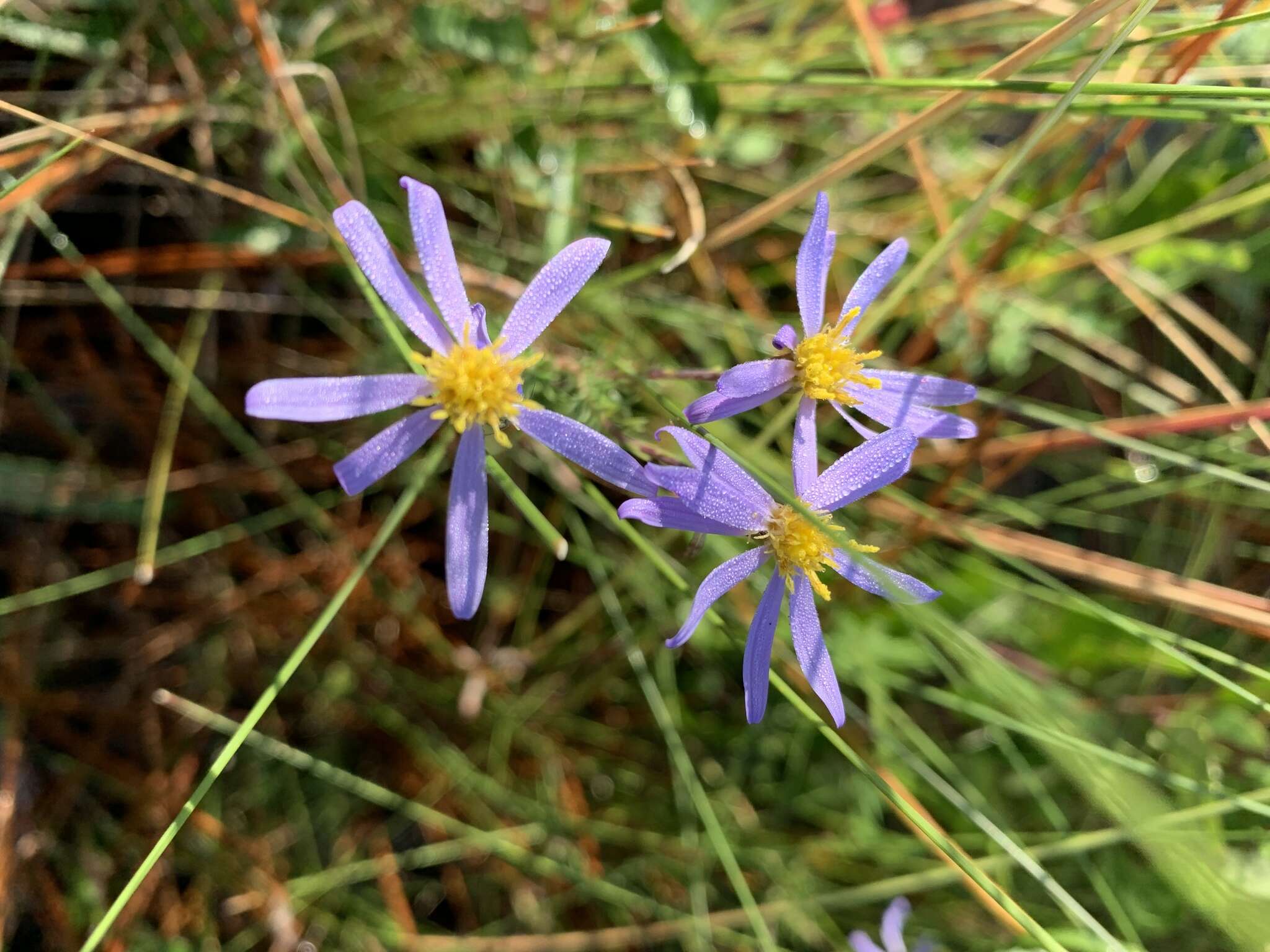 Imagem de Ionactis repens G. L. Nesom