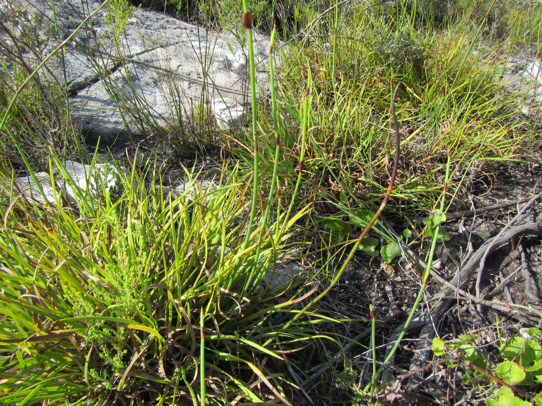 Слика од Capeobolus brevicaulis (C. B. Clarke) Browning