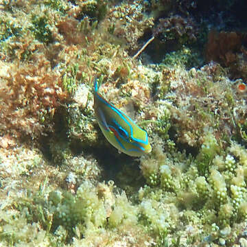 Image of Red-shoulder wrasse