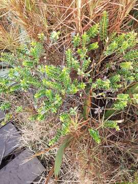 Image of Speedwell