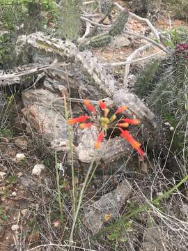 Image of Bessera tenuiflora (Greene) J. F. Macbr.