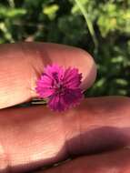 Image de Dianthus balbisii subsp. balbisii