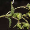 Image of Calceolaria lobata Cav.