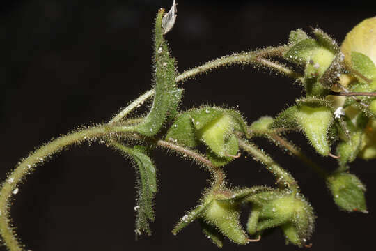 Image of Calceolaria lobata Cav.