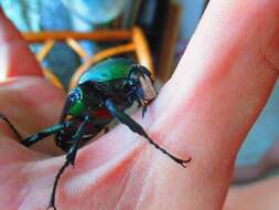 Image de Dicronorhina derbyana oberthuri Deyrolle 1876