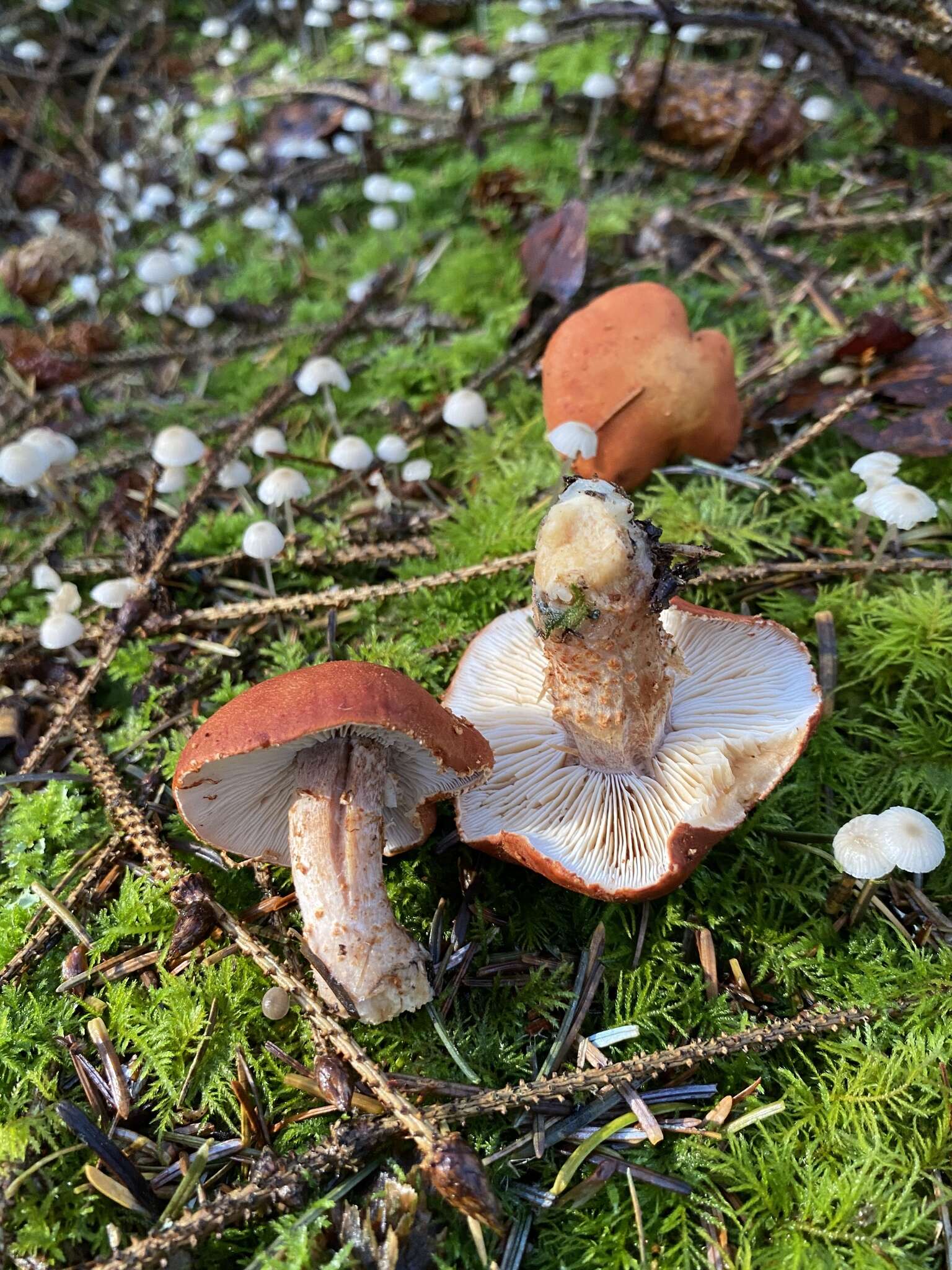 Imagem de Cystodermella cinnabarina (Alb. & Schwein.) Harmaja 2002